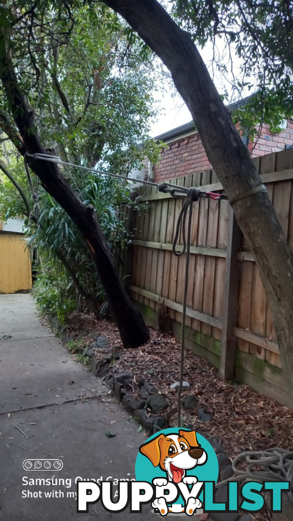 Tree removal balwyn