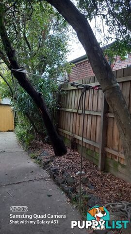 Tree removal balwyn