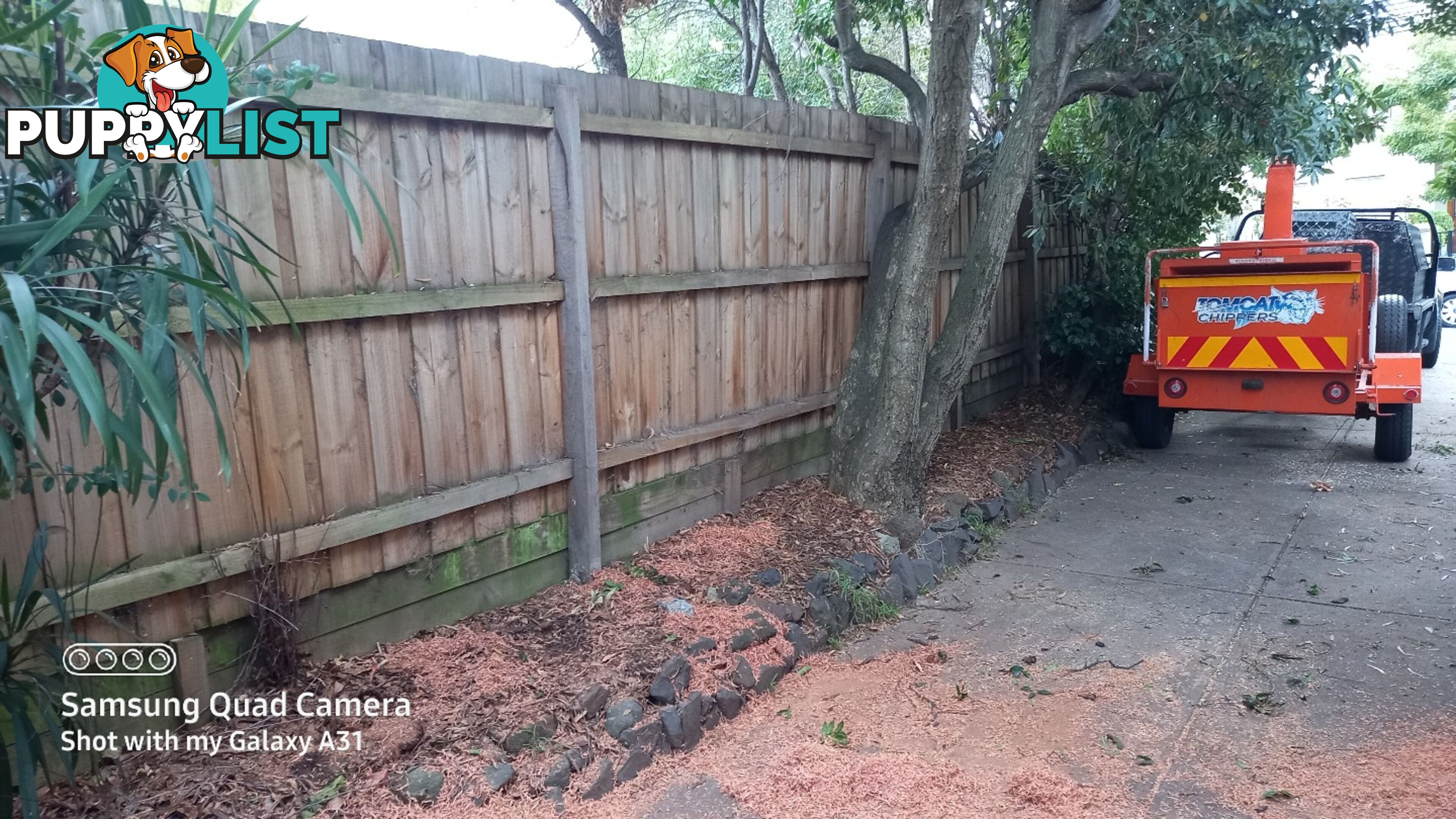 Tree removal balwyn