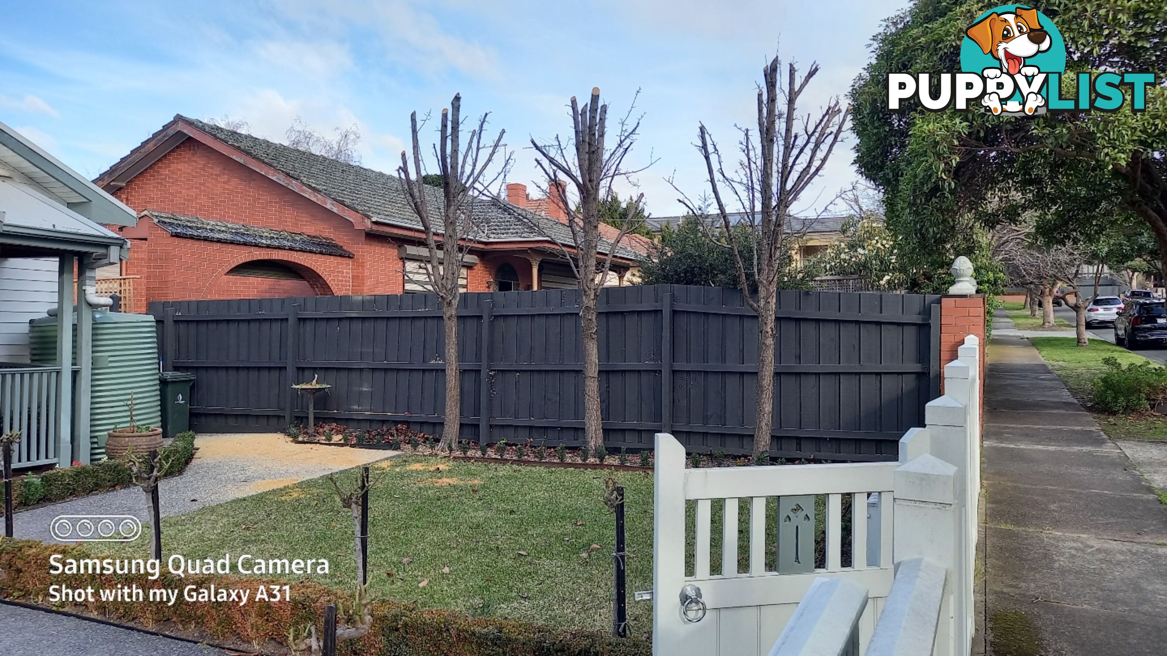 Tree removal trimming 