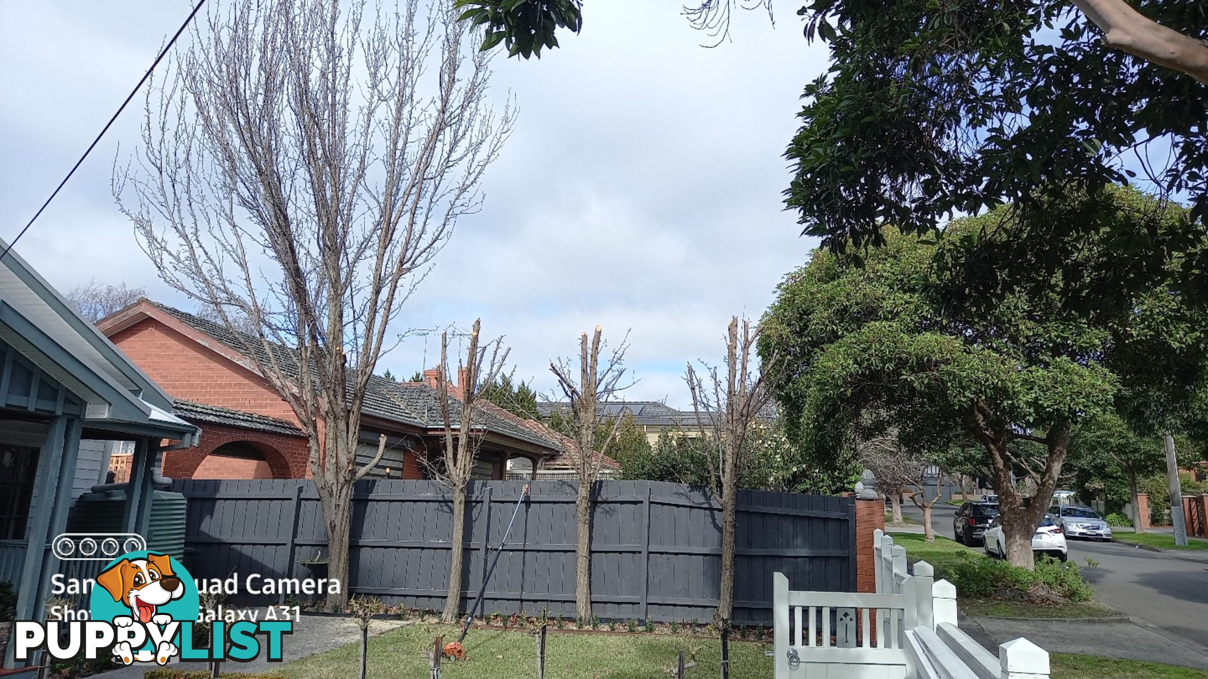 Tree removal trimming 