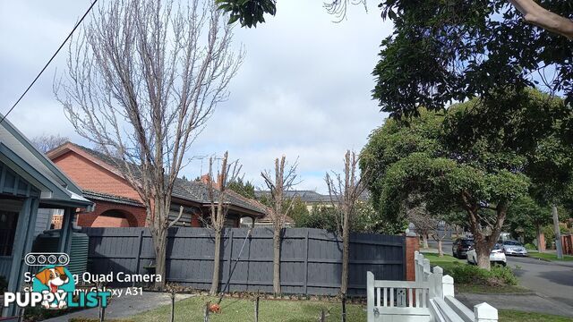 Tree removal trimming 