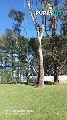 Tree removal nyora 