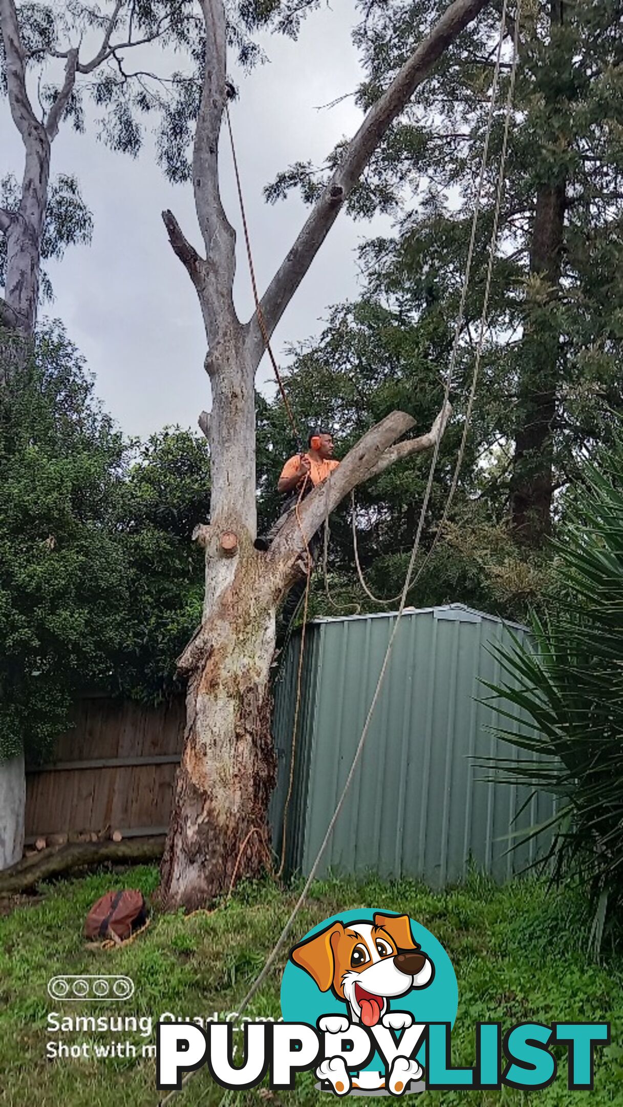 Tree removal warranwood