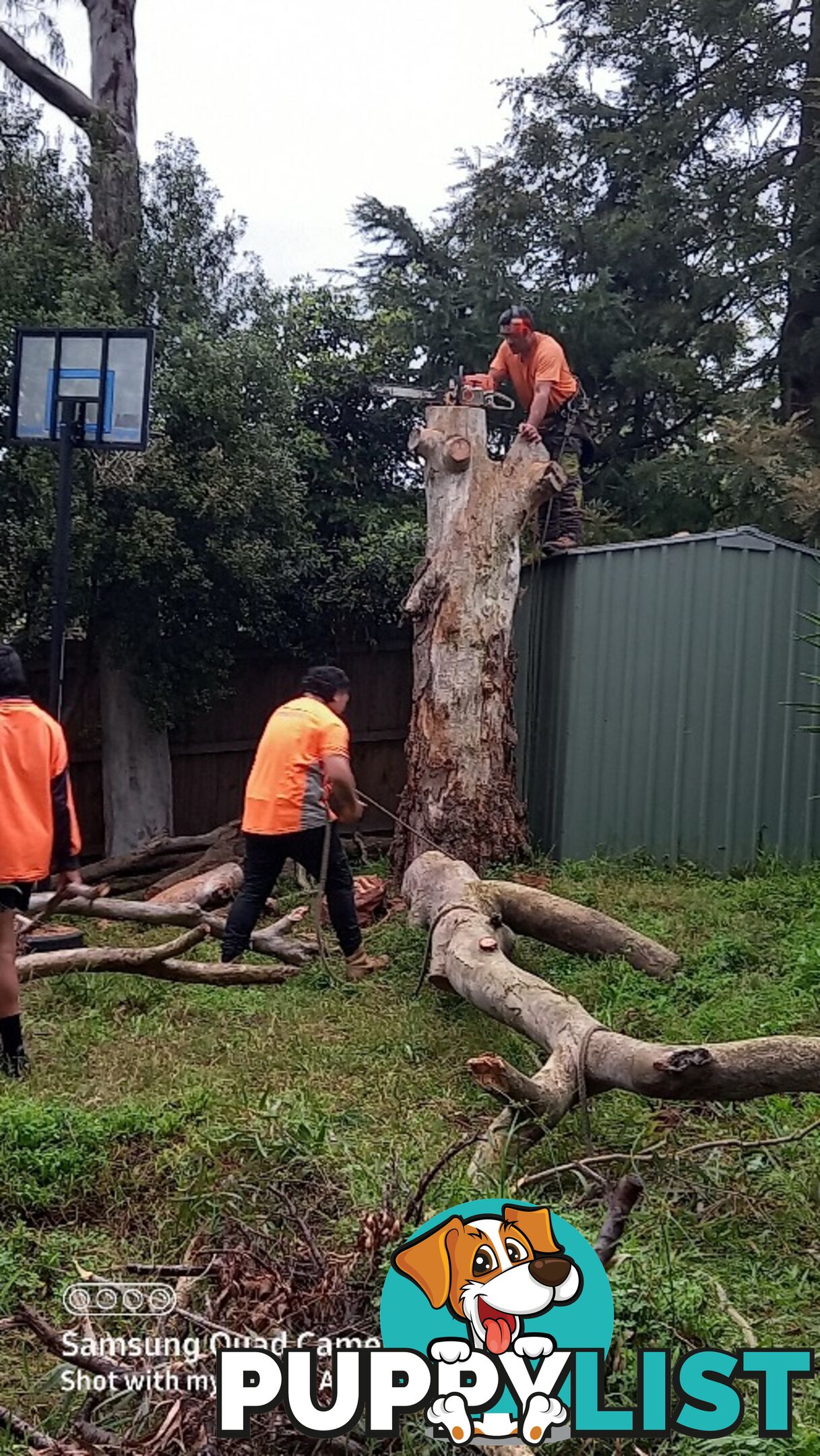 Tree removal warranwood