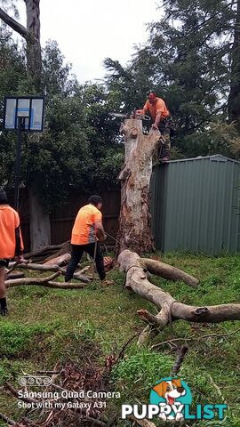 Tree removal warranwood