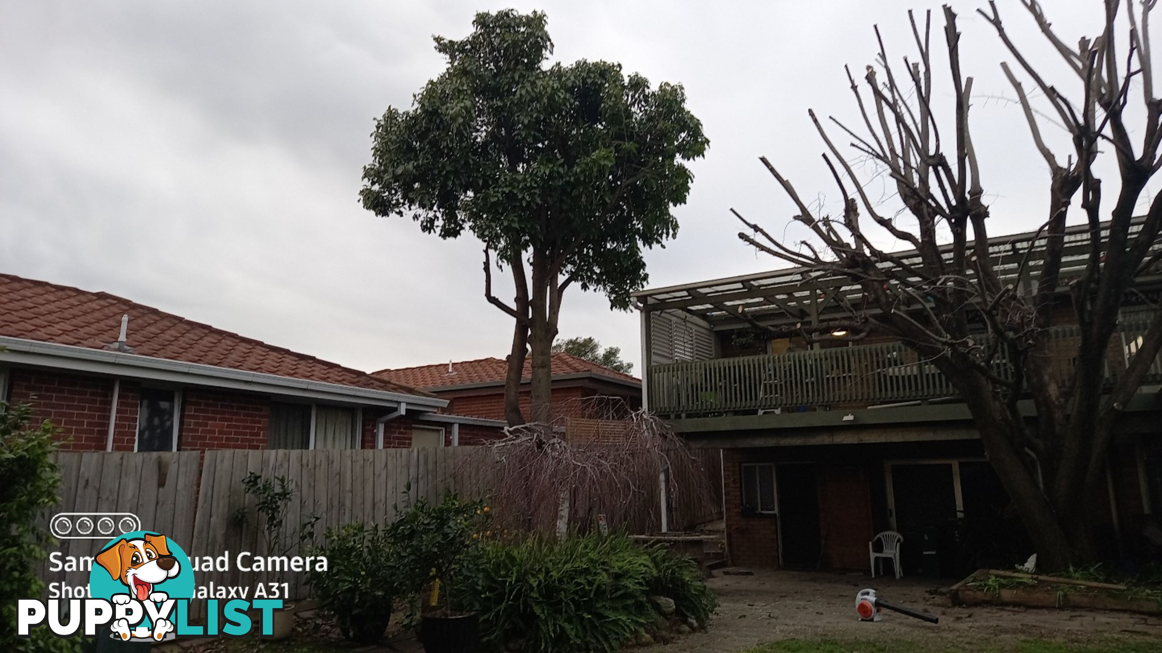 Tree trimming 