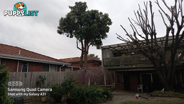 Tree trimming 