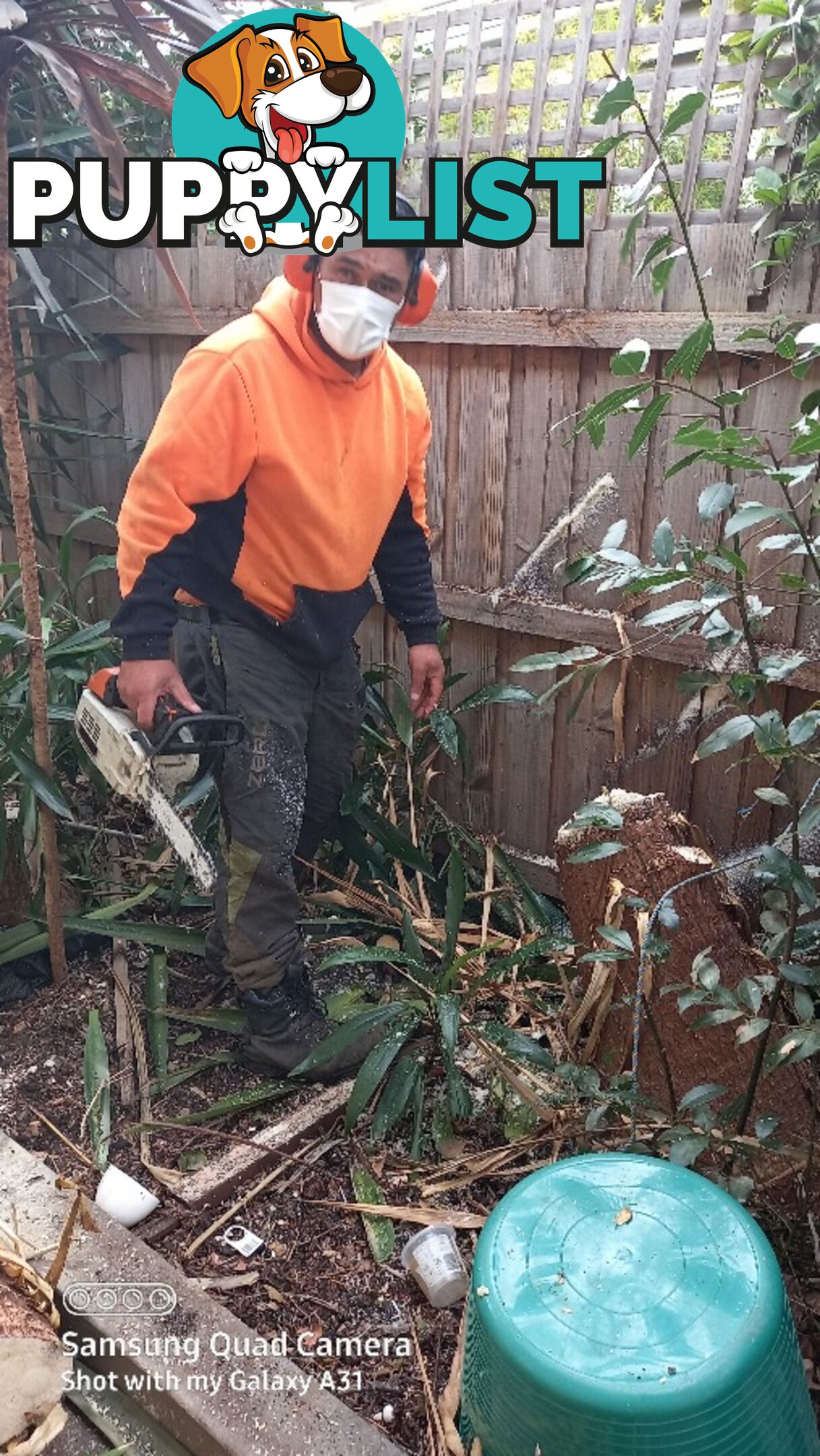 Tree pruning Brunswick east