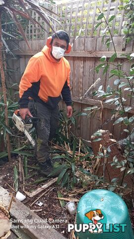 Tree pruning Brunswick east