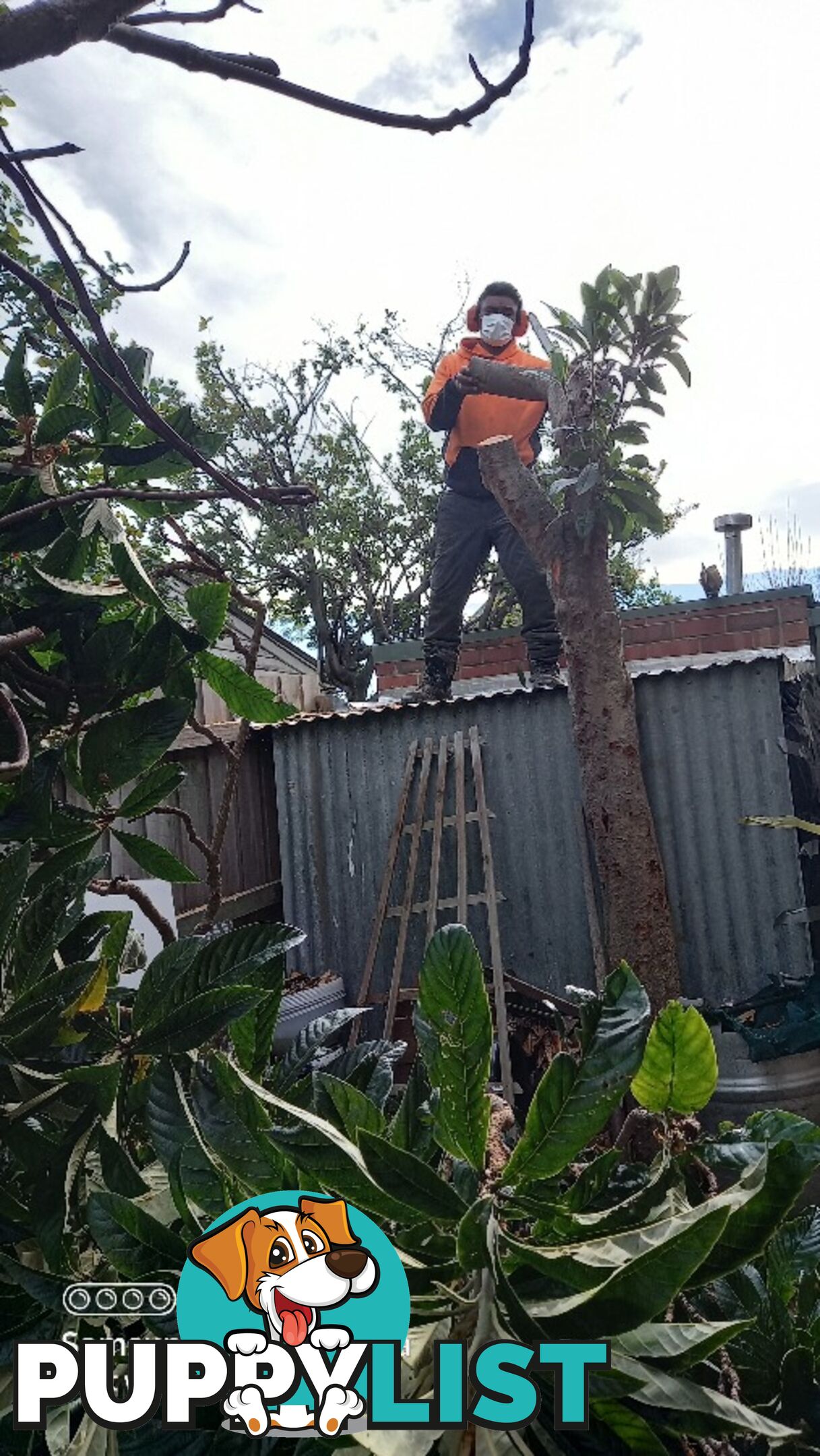 Tree pruning Brunswick east