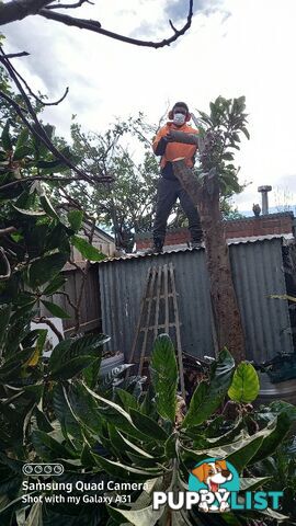 Tree pruning Brunswick east