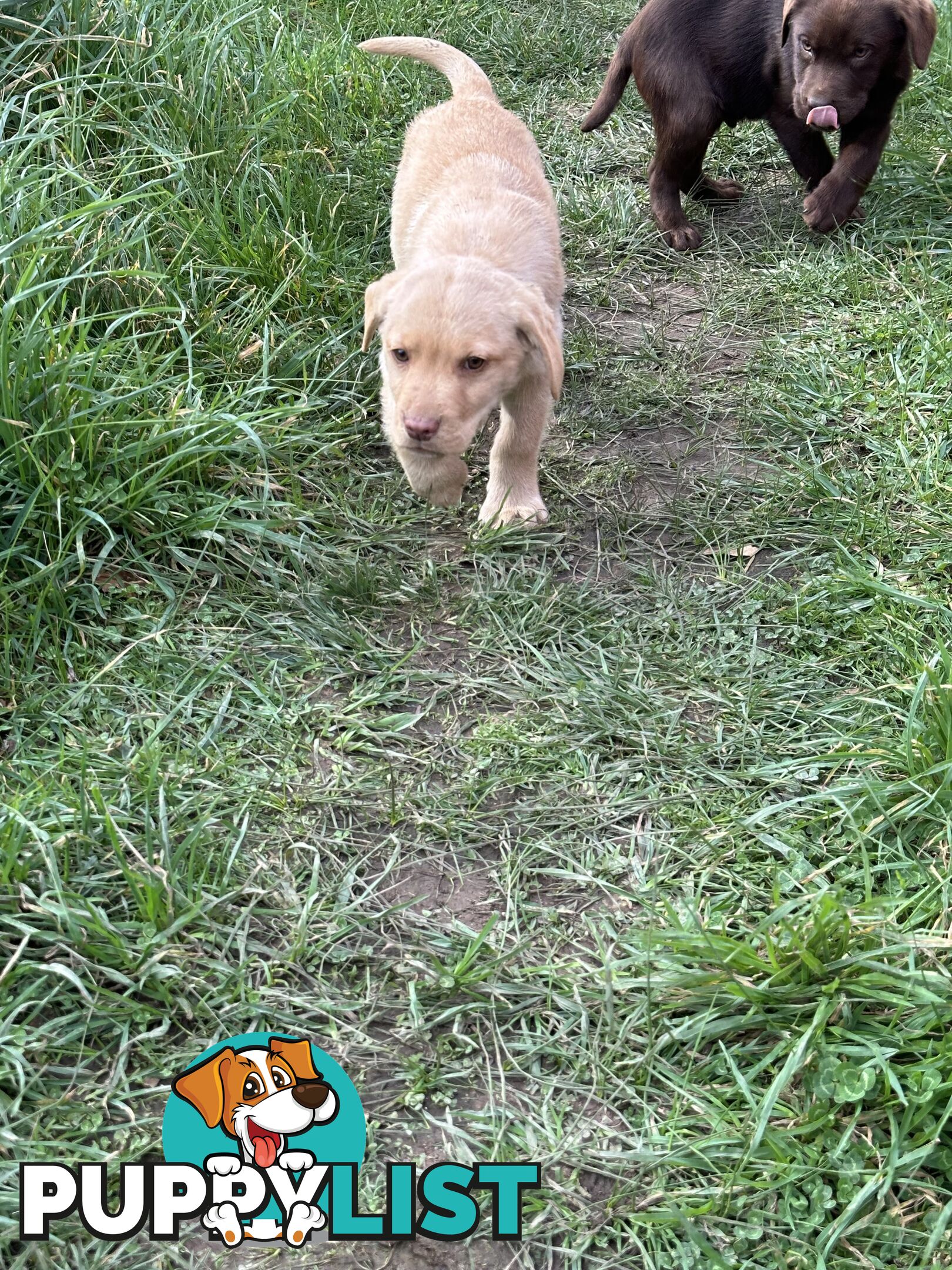 Labrador puppies