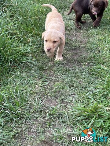 Labrador puppies