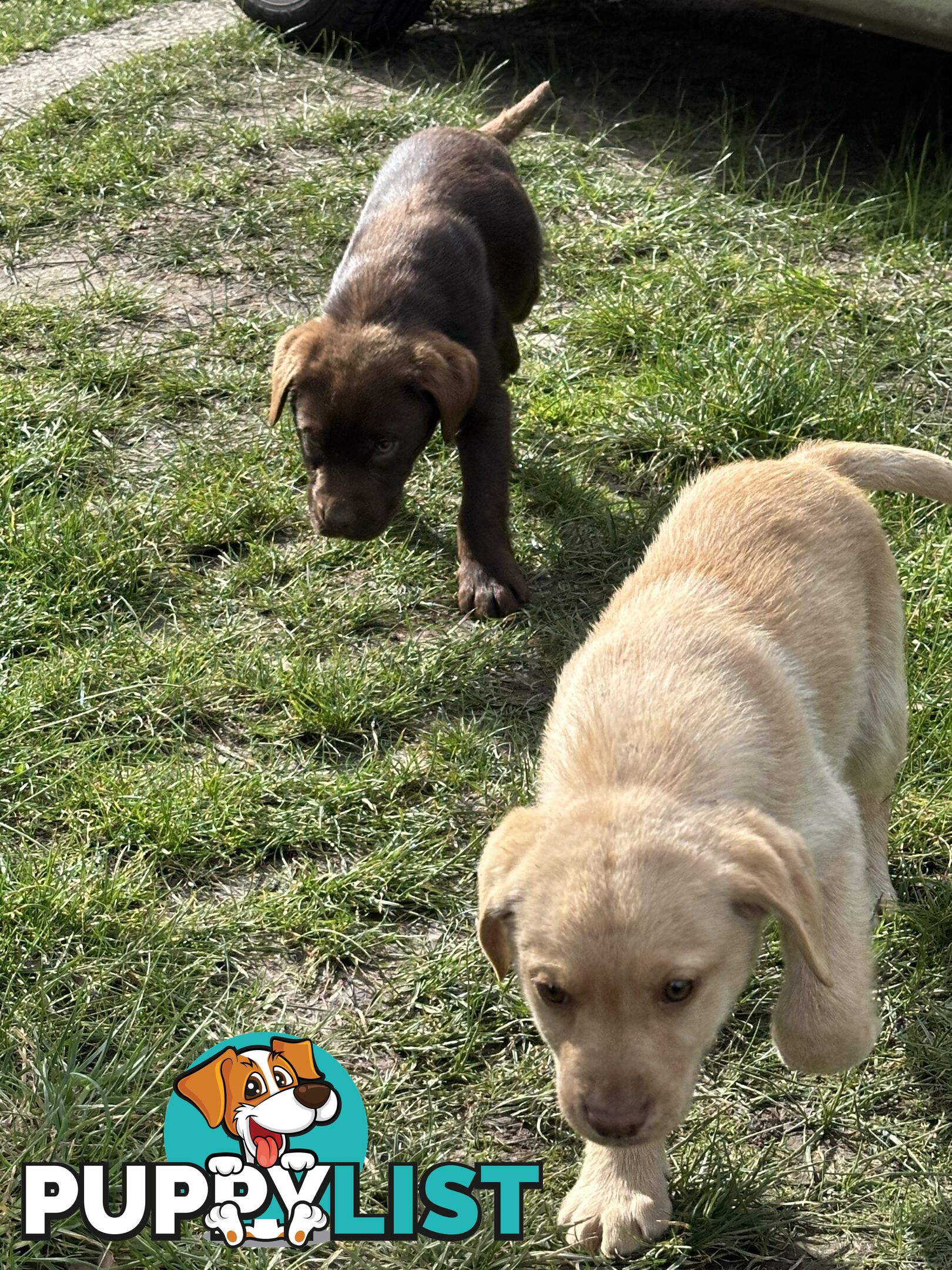 Labrador puppies