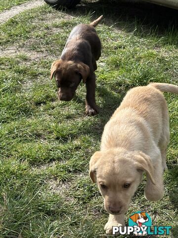 Labrador puppies