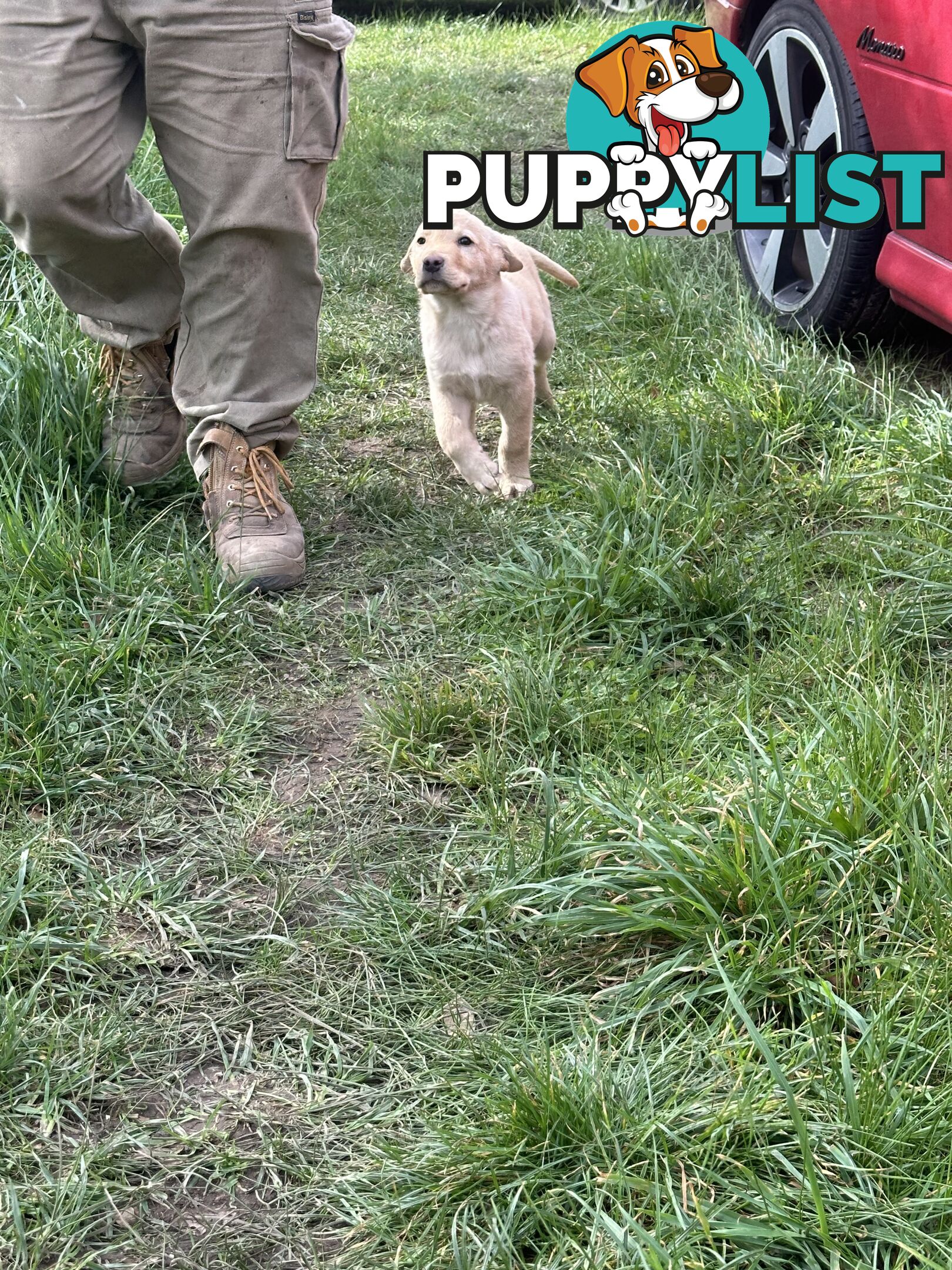 Labrador puppies