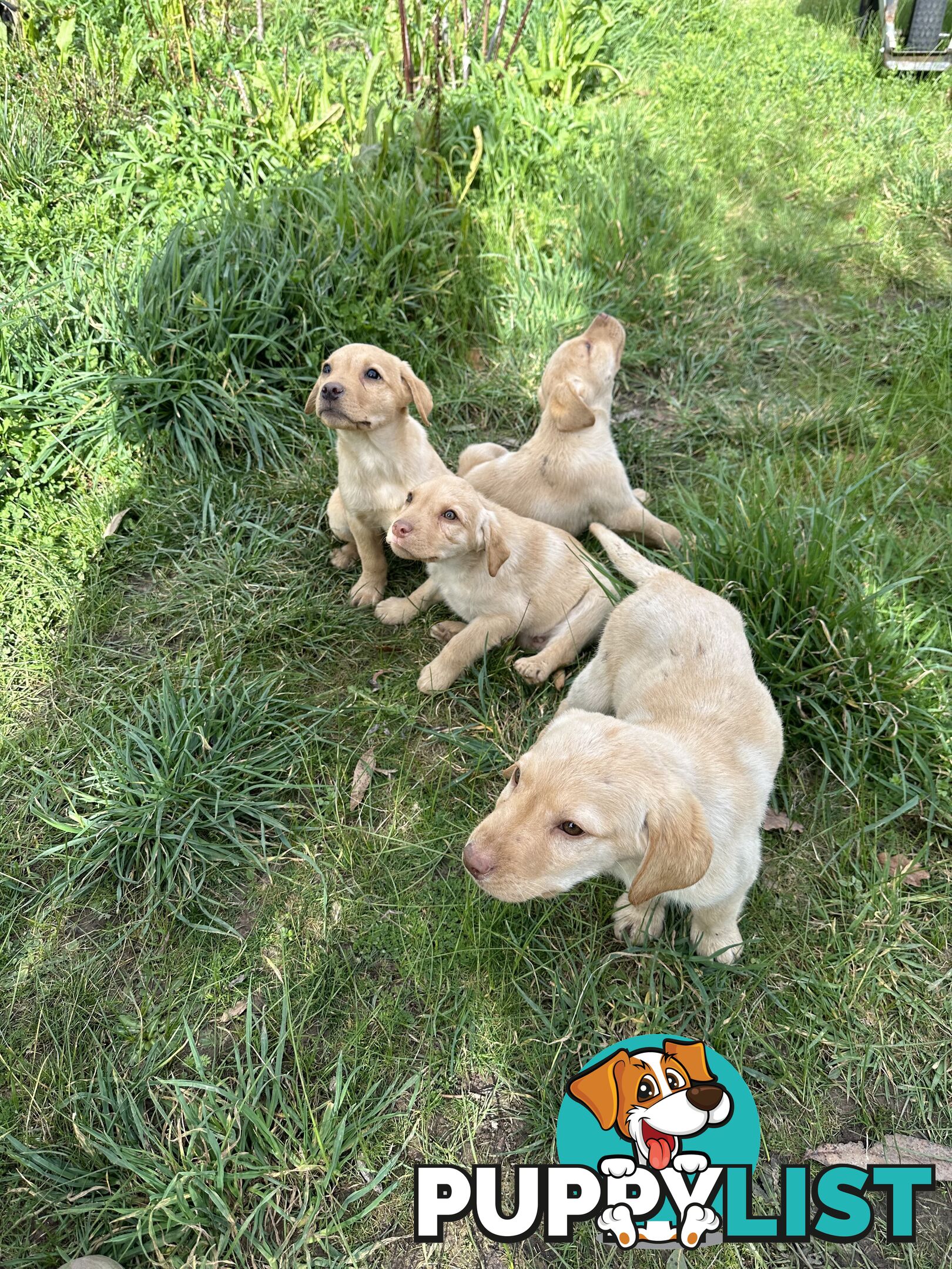 Labrador puppies