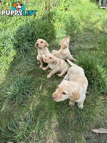 Labrador puppies