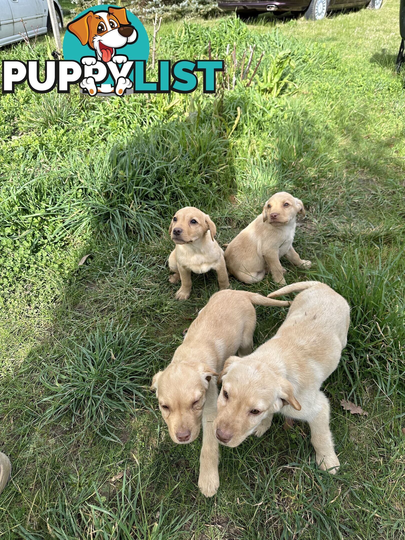 Labrador puppies