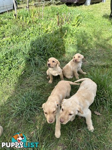 Labrador puppies