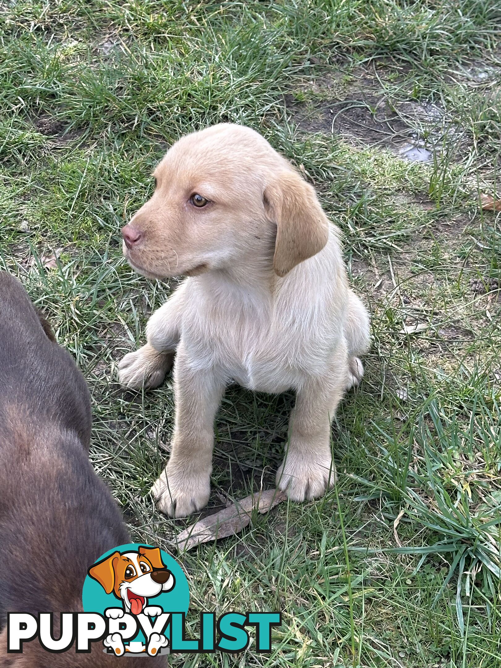 Labrador puppies