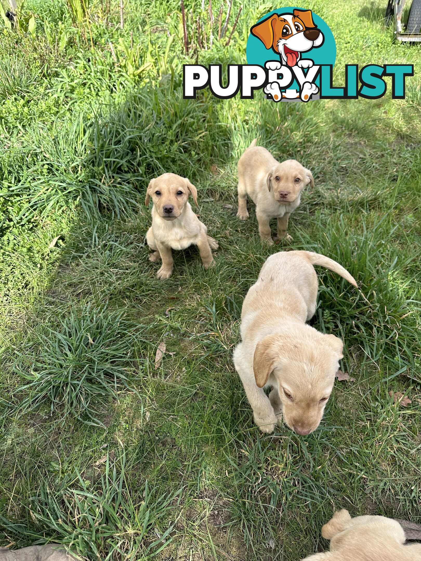 Labrador puppies