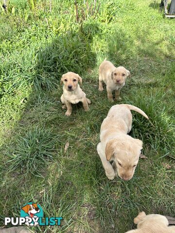 Labrador puppies