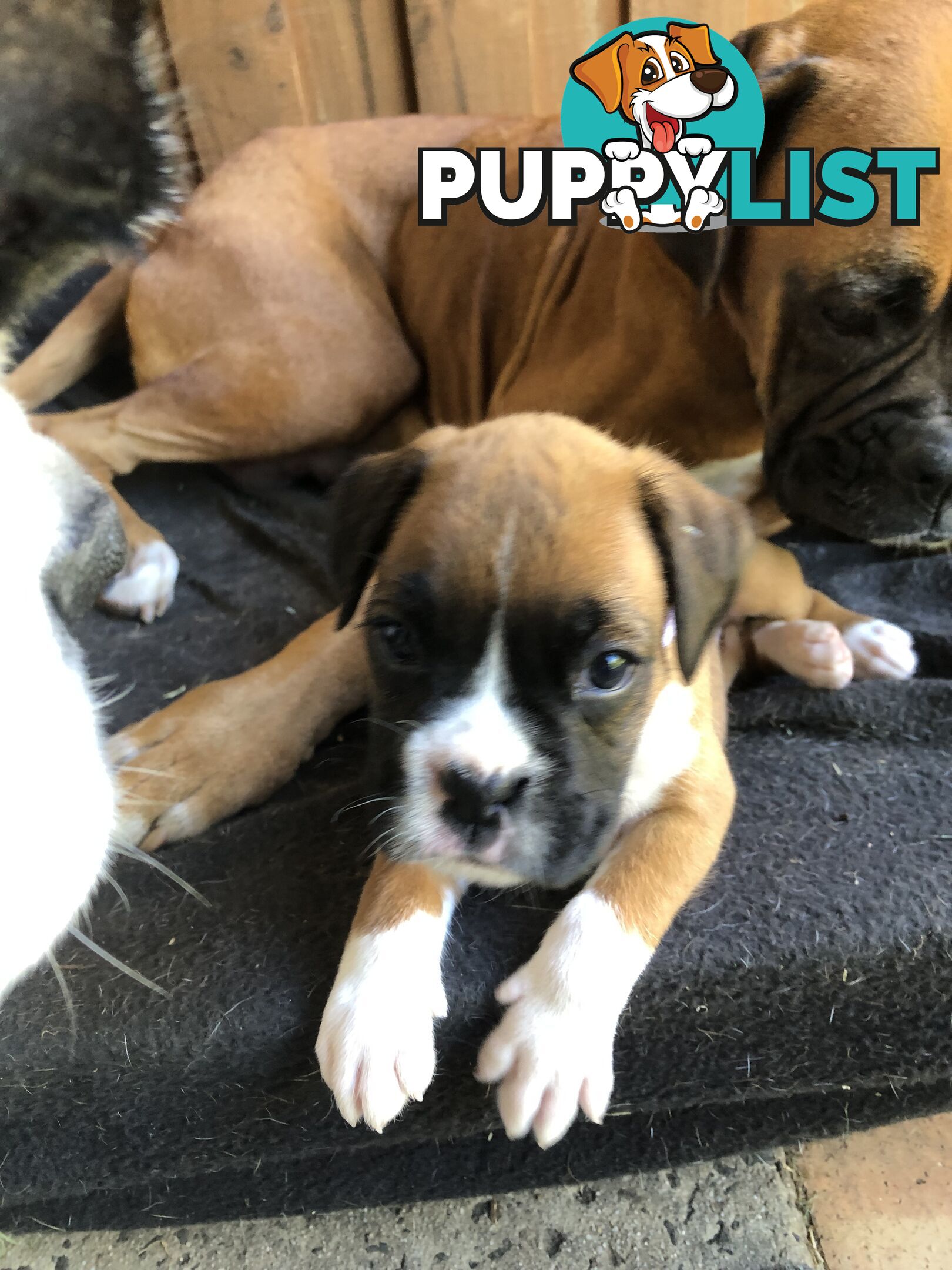 Boxer dog puppies