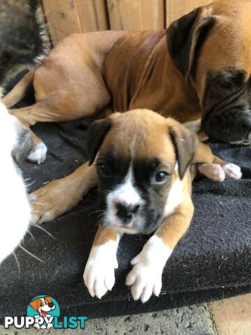 Boxer dog puppies