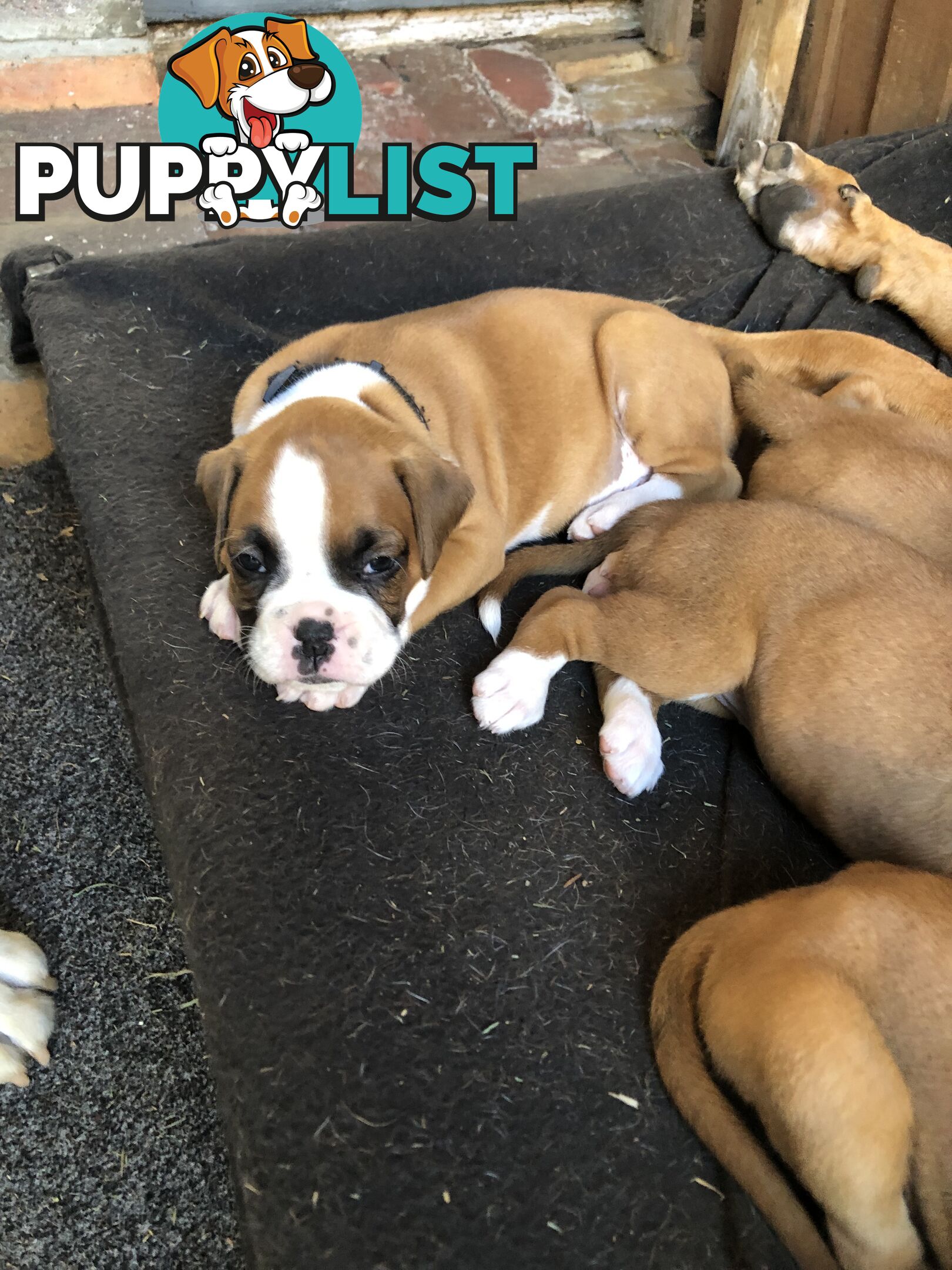 Boxer dog puppies