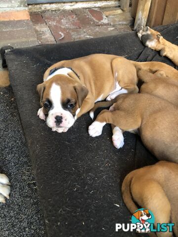 Boxer dog puppies