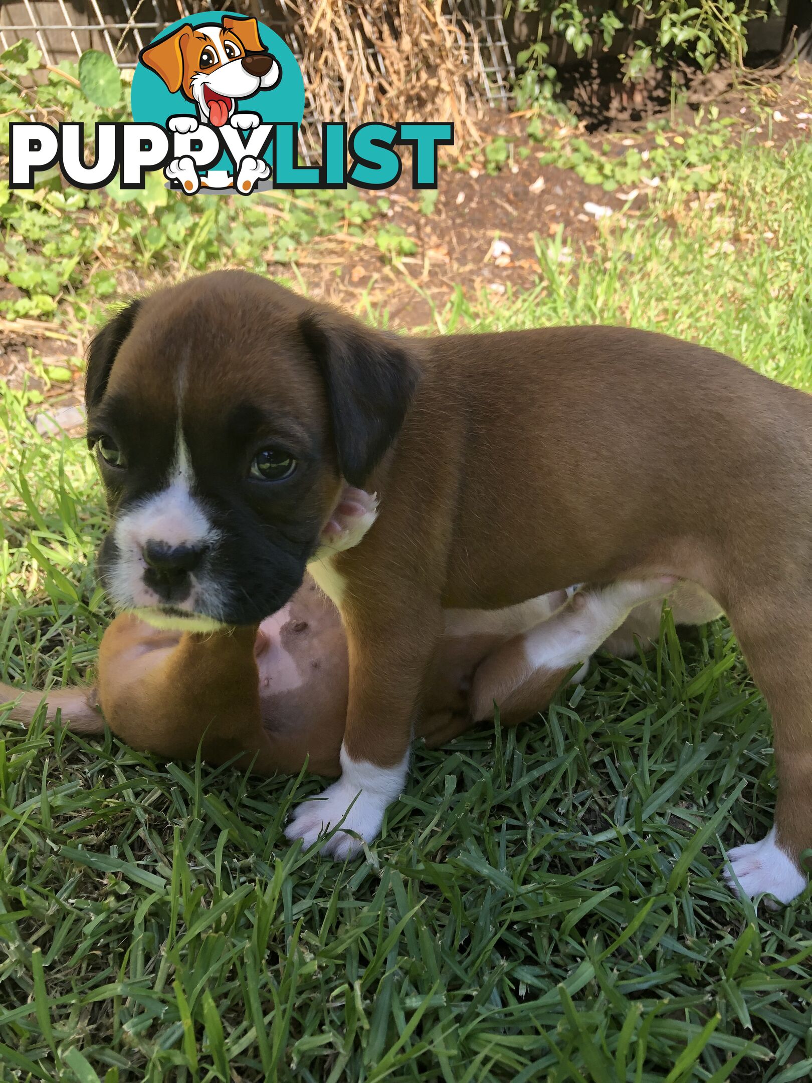 Boxer dog puppies