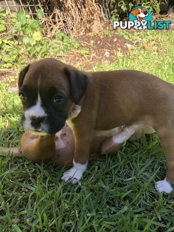 Boxer dog puppies