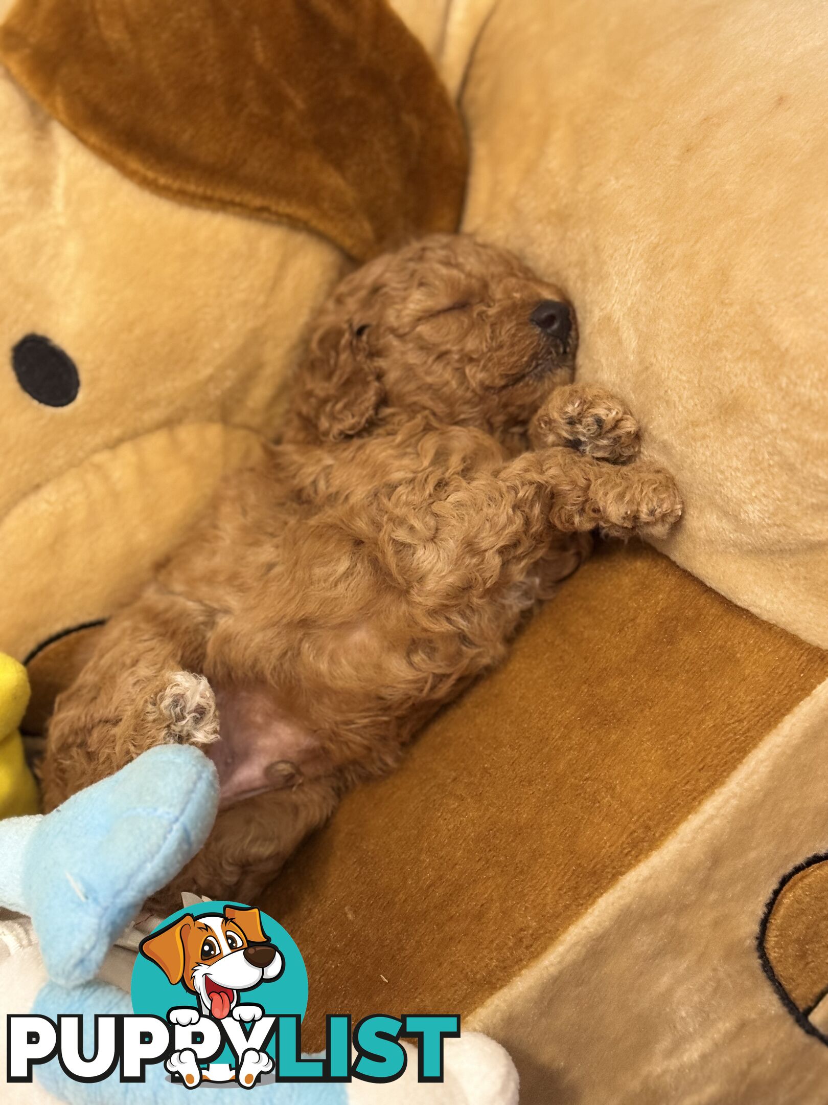 Miniature/toy poodle