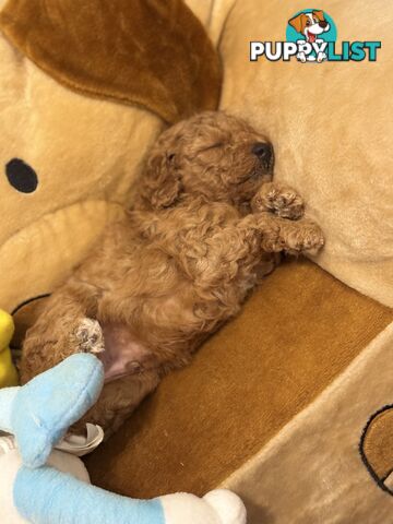 Miniature/toy poodle