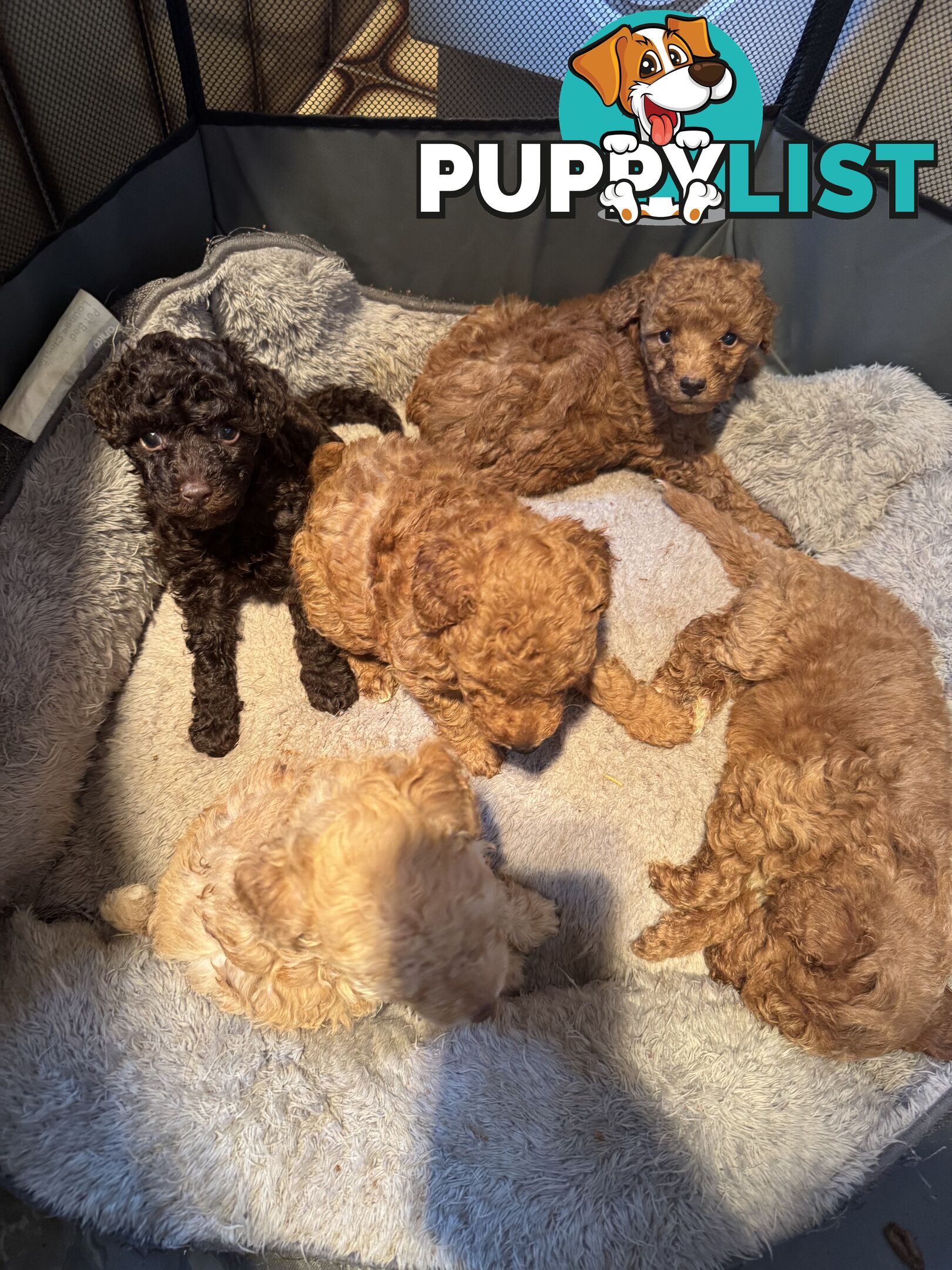 Miniature/toy poodle