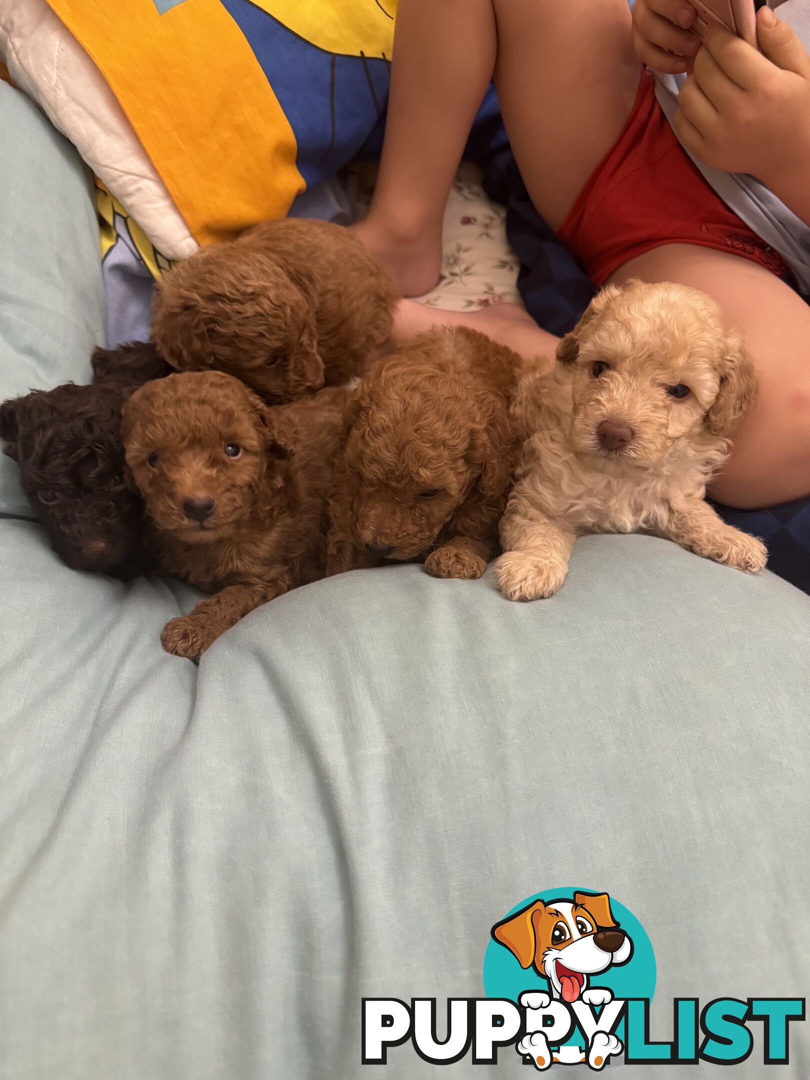 Miniature/toy poodle