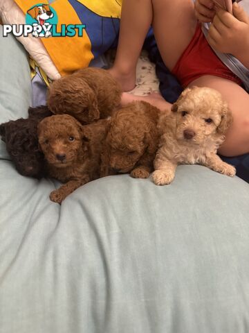 Miniature/toy poodle