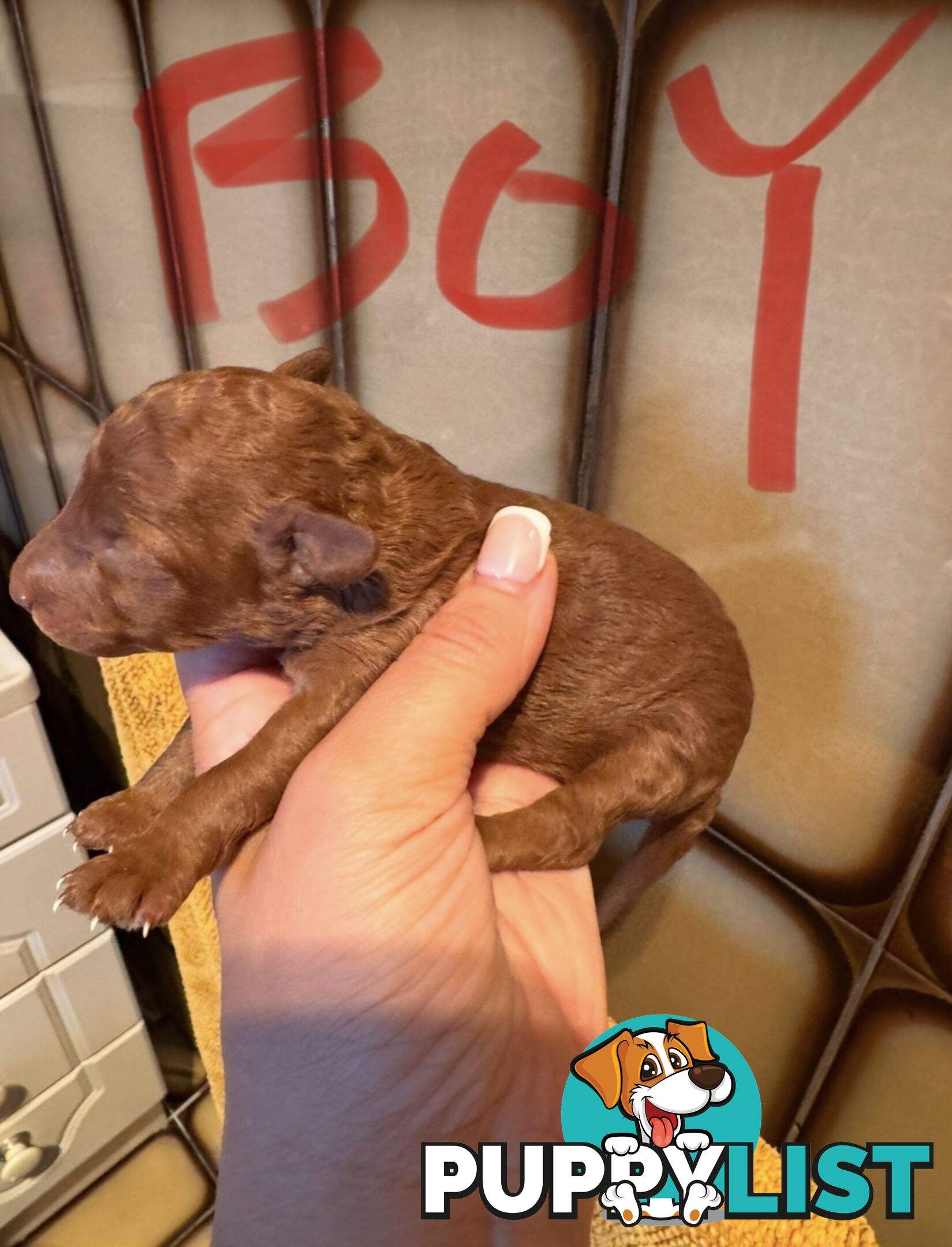 Miniature/toy poodle