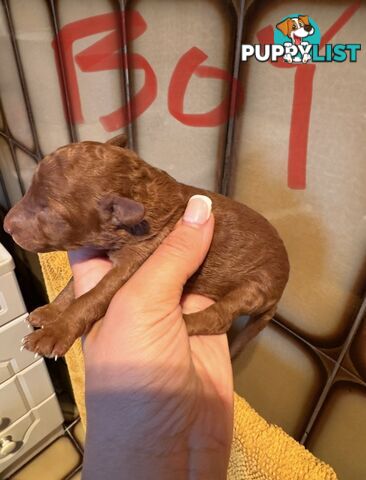 Miniature/toy poodle