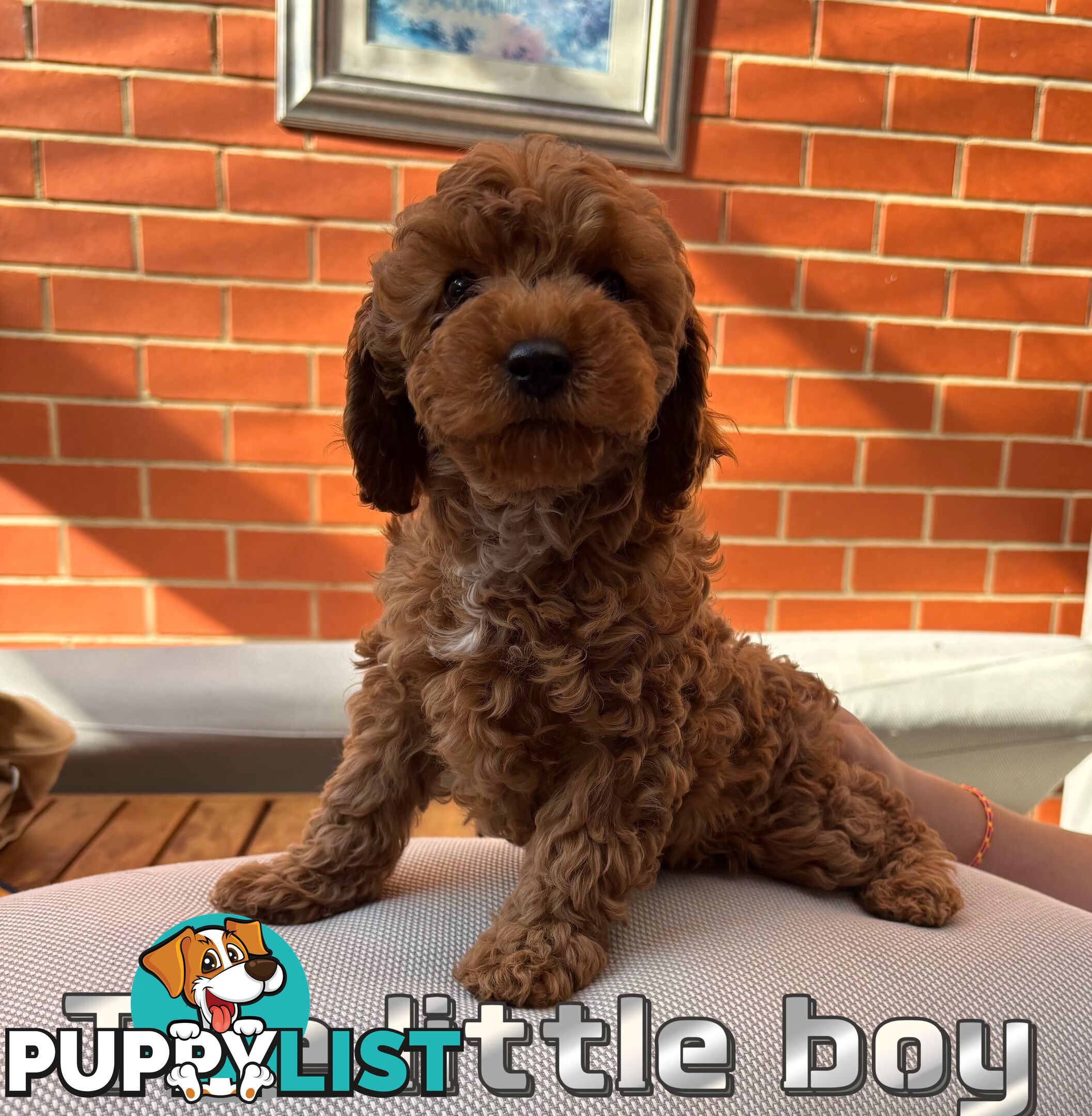 5 Adorable 8-week Red Cavoodle puppies for good home only