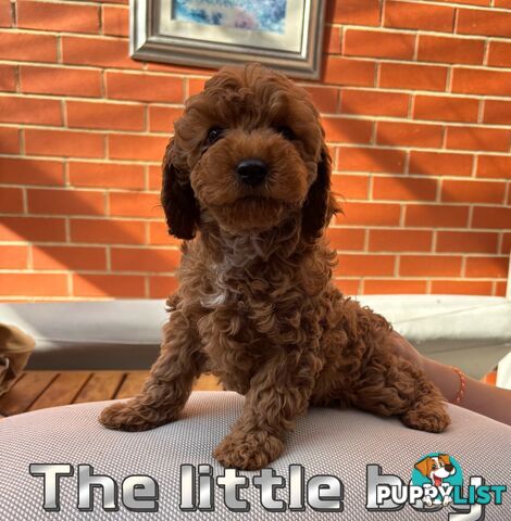 5 Adorable 8-week Red Cavoodle puppies for good home only