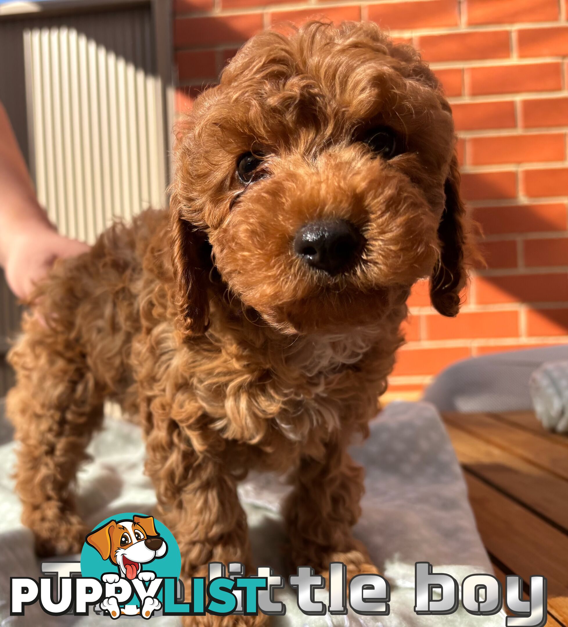 5 Adorable 8-week Red Cavoodle puppies for good home only