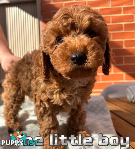 5 Adorable 8-week Red Cavoodle puppies for good home only