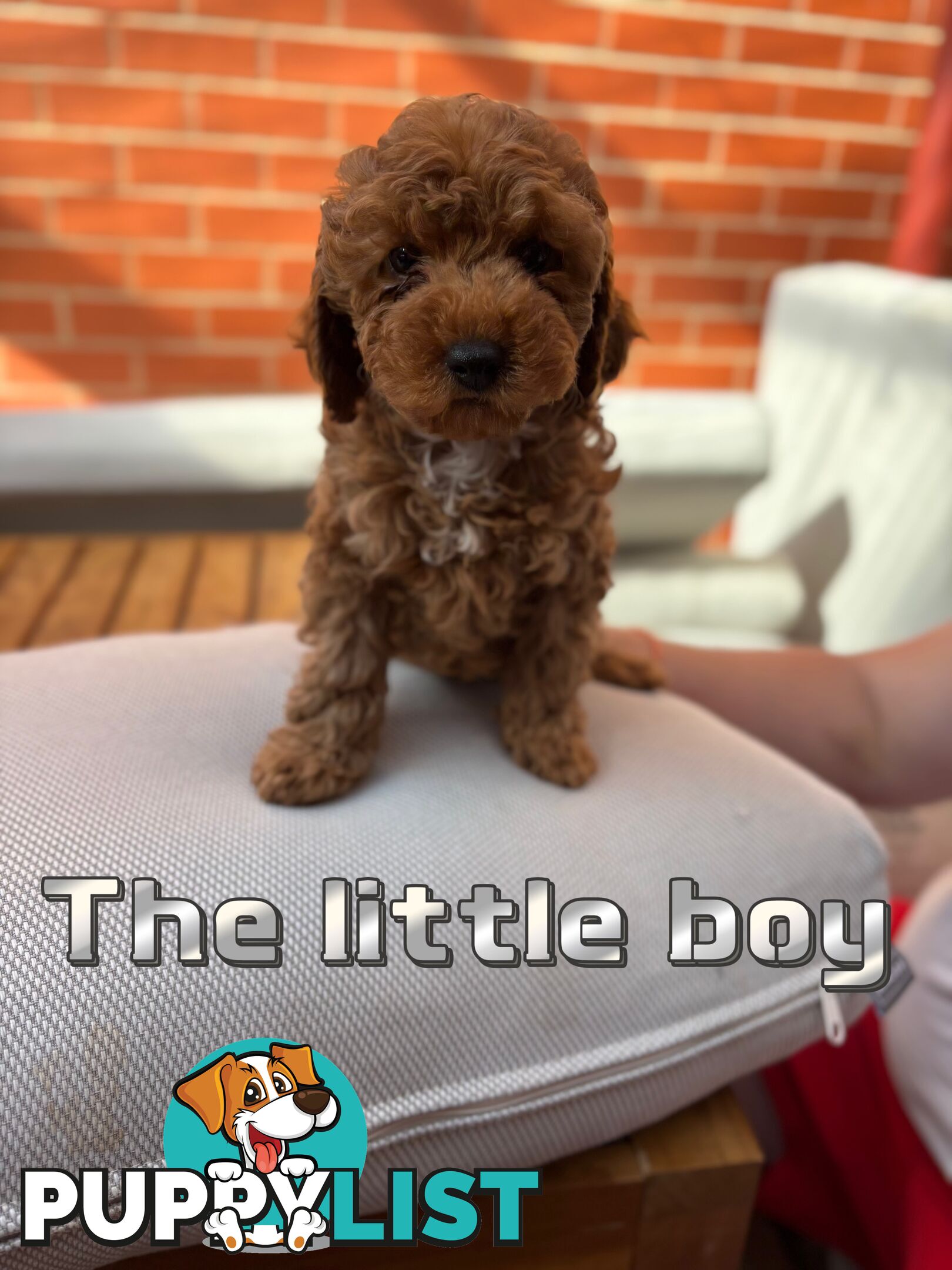 5 Adorable 8-week Red Cavoodle puppies for good home only