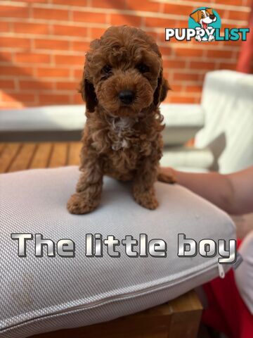 5 Adorable 8-week Red Cavoodle puppies for good home only