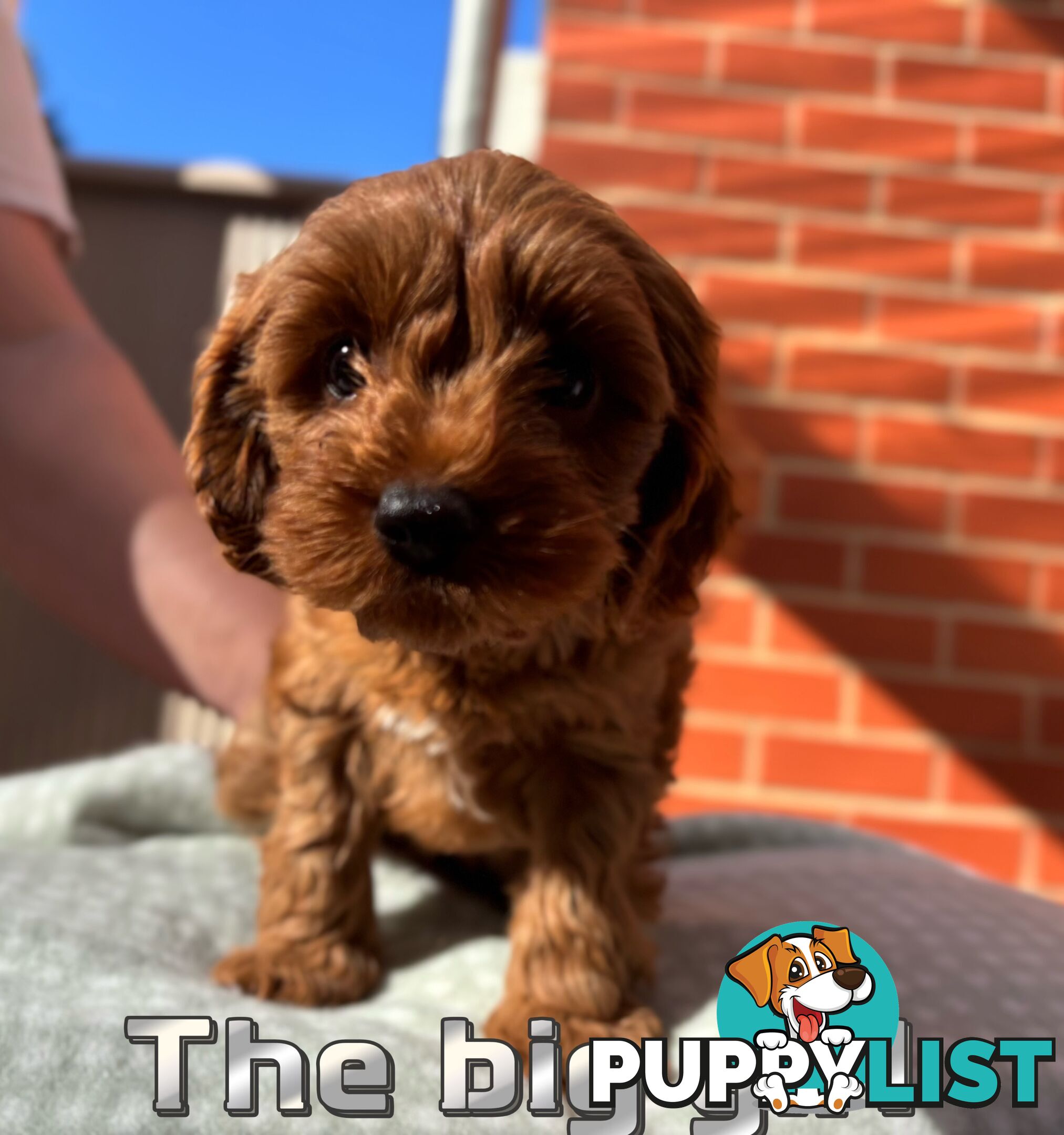 5 Adorable 8-week Red Cavoodle puppies for good home only
