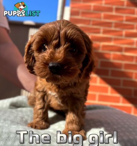 5 Adorable 8-week Red Cavoodle puppies for good home only