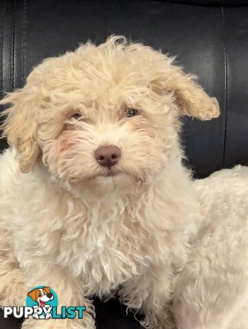 This sweet poochon will steal your heart ❤️